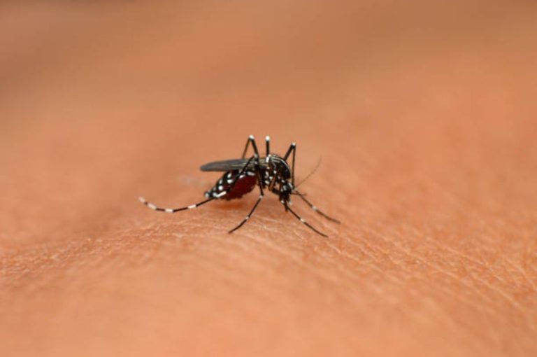Dengue Cases Rising in Kolkata: Hospitals Report 10–20 New Admissions Daily, Health Authorities Step Up Vigilance