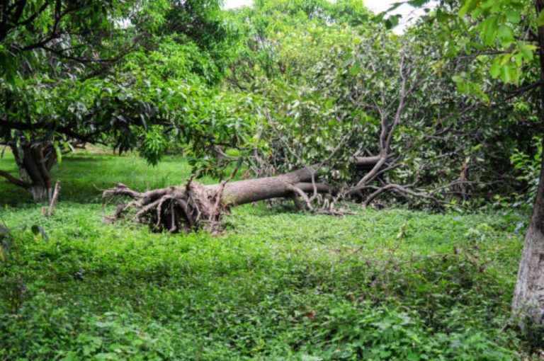 Uprooted Radhachura and Mango Trees Revived in Kolkata