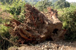 Uprooted Radhachura and Mango Trees