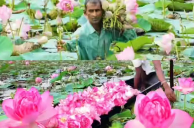Abundant Lotus Harvest in South Bengal Eases Durga Puja Supply Worries