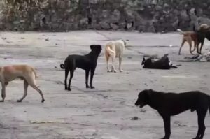 Sterilisation and Adoption of Stray Dogs