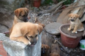 Sterilisation and Adoption of Stray Dogs