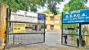 Delhi liquor smuggling camels
