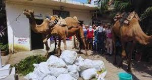 Delhi liquor smuggling camels