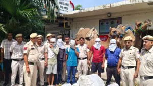 Delhi liquor smuggling camels