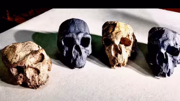 Human Skull Discovery in China Could Rewrite 1 Million Years of Evolutionary History