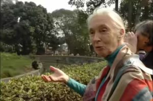 Jane Goodall Alipore Zoo Visit