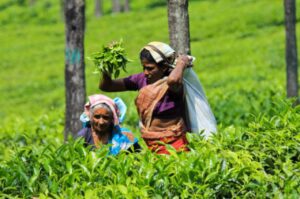 Torrential Rains Devastate North Bengal Tea Industry