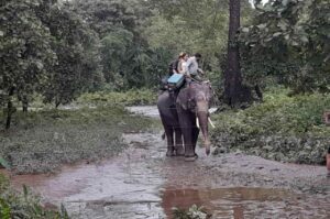 Tourists Ride Elephants to Escape Floods