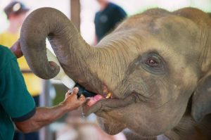 Rescued Baby Elephant in North Bengal Forests