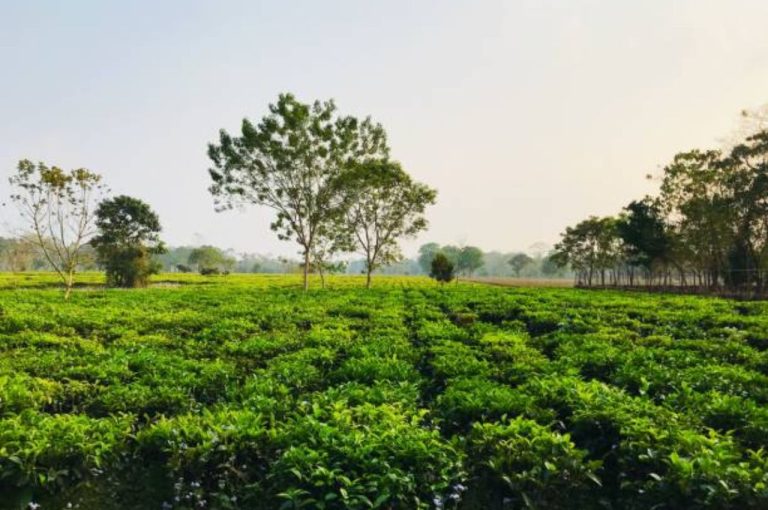 Alipurduar Administration Launches Comprehensive Relief and Rehabilitation Program for Tea Garden Families Affected by Flash Floods