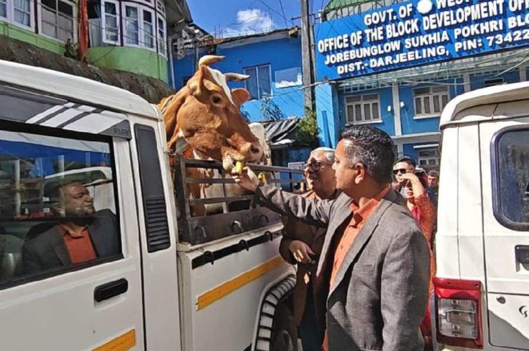 Gai Tihar Brings Hope: Cows Gifted to Landslide-Hit Families in Darjeeling Hills as Tradition Blends with Recovery