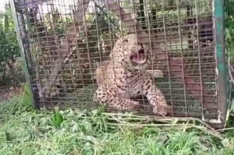 Flood-Stricken Tea Garden Workers Forced to Co-exist with Leopards and Pythons in North Bengal Flood-Stricken Tea Garden Workers Forced to Co-exist with Leopards and Pythons in North Bengal