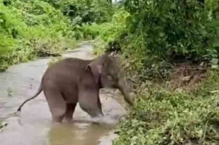 Jumbo Rampage Kills Trio as Lone Elephant Tramples Villagers in Alipurduar