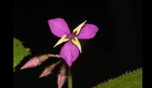 3 Rare Discoveries Bring Hope to Karnataka’s Flora: Green Wonder