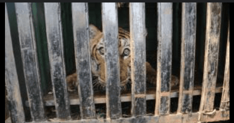 Farmers Confront Forest Minister Eshwar Khandre After 1 Mysuru Tiger Attack Leaves Village in Panic