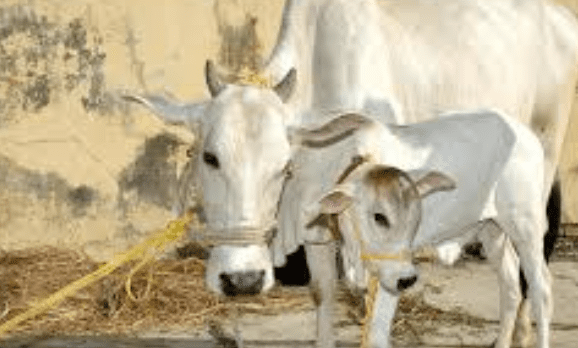 How New Yolk-Free Technology is Set to Transform Buffalo Breeding in India:  1 Revolutionary Leap
