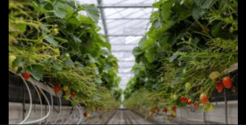 India’s horticulture sector to get 1 hi-tech boost with Dutch Bold initiative