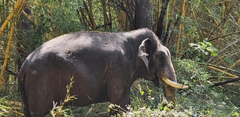 Heart-Rending Elephant Attack Stirs Fear in Sringeri: Tragic 2 Lives Lost
