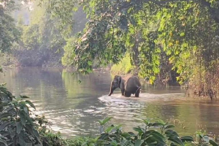 Wild Elephant Strays into Mainaguri Villages Triggering West Bengal Human-Elephant Conflict Concerns: Crop Damage Highlights Crisis in North Bengal Wildlife Management