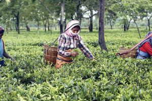 Tea Growers Seek No-Plucking Dates