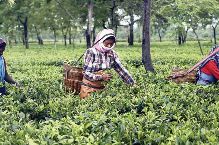 Tea Growers Seek No-Plucking Dates in West Bengal & Assam Amid Winter Dormancy to Safeguard Quality and Livelihoods