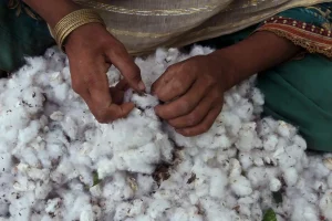 CCI cotton procurement MSP