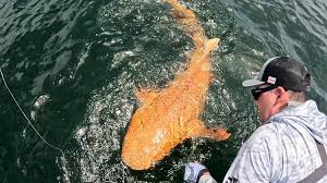 ORNAGE SHARK Discovered in Costa Rica: A Rare Marine Wonder That Stunned Scientists