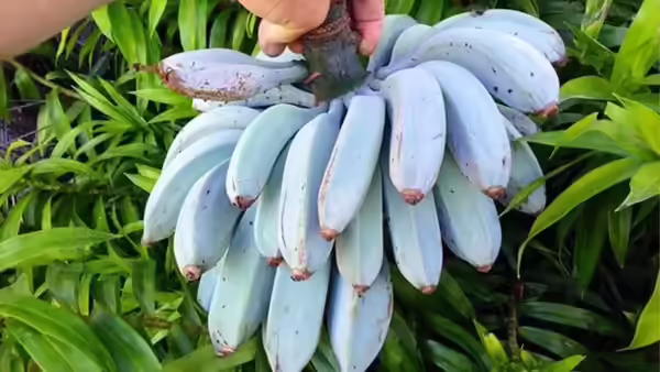 Blue Java Banana: 3 Remarkable Facts Behind the Rising Global Interest in This Unique Fruit