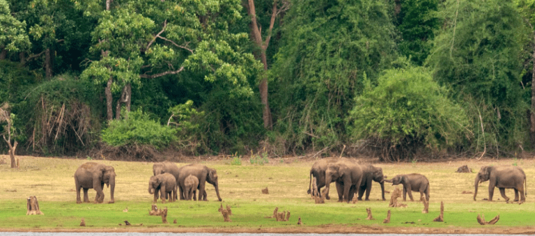 How Karnataka’s Forests Are Losing Their Wild Soul: 9 Powerful Echoes of a Vanishing Heart