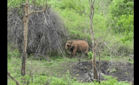 The Powerful Story Behind Kudremukh’s Wild Elephant Capture: 10 Haunting Hours of a Majestic Tragedy