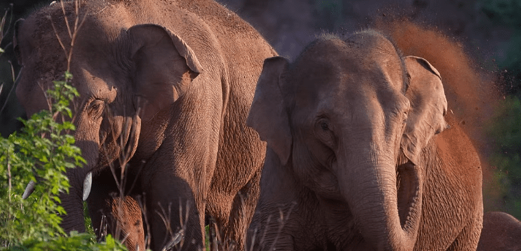 Belagavi’s Elephant Electrocution Tragedy: 2 Heartbreaking Sparks of a Silent Forest