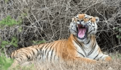 Karnataka Shuts Safaris in Bandipur & Nagarahole After Tiger Attacks: Fierce 7-Point Alarming Alert