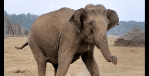 Camp Elephant Runs Amok in Gundlupet Town: 7 Shocking Moments of Chaos
