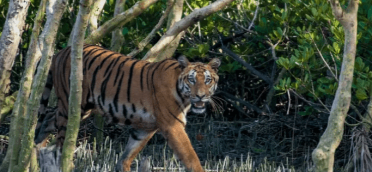 Tourism: 7 Urgent Concerns Stir Alarm Over Tourism Threats Near Kali Tiger Reserve Tourism: 7 Urgent Concerns Stir Alarm Over Tourism Threats Near Kali Tiger Reserve