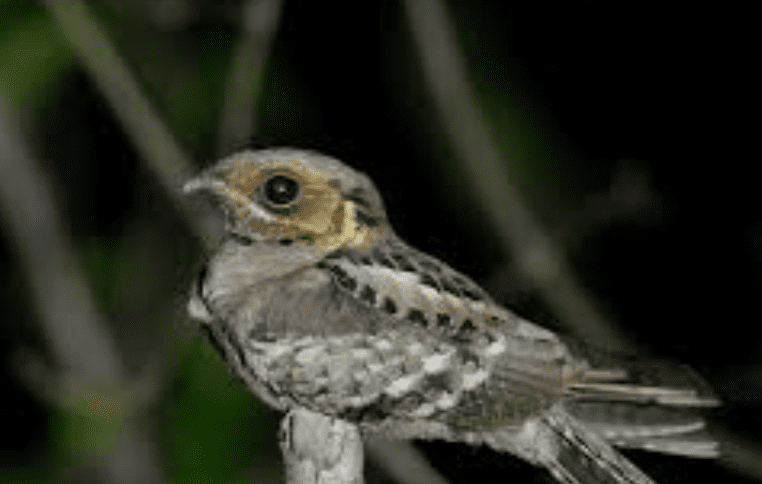 MangaluruA Stunning 9-Point Discovery Sparks Joy as Rare Sighting of Sykes’s Nightjar Recorded MangaluruA Stunning 9-Point Discovery Sparks Joy as Rare Sighting of Sykes’s Nightjar Recorded