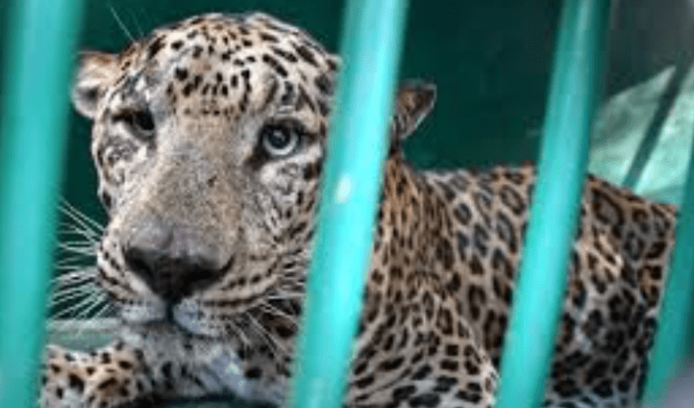 Family from Bagalkot Mourns Child After Leopard Attack: Heartbreaking, 1 Tragic Loss