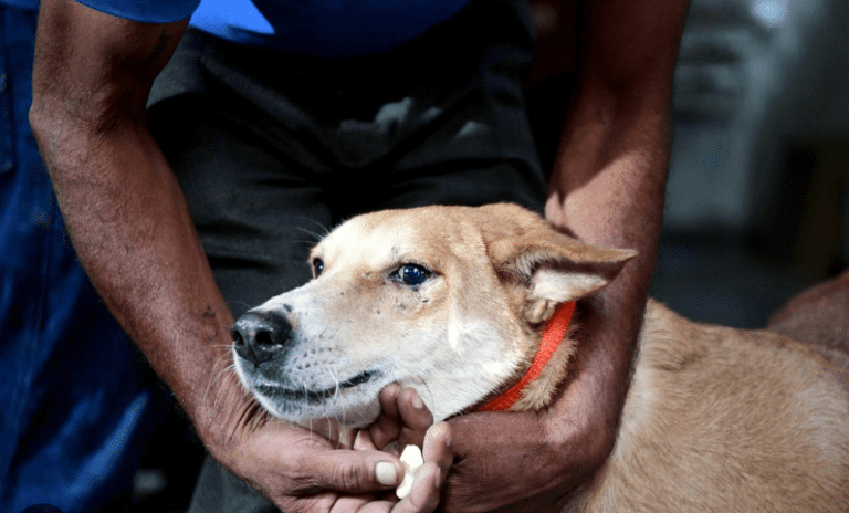 500 Stray Dogs to Be Bold Relocated Permanently from Sensitive Public Spaces in Kalaburagi
