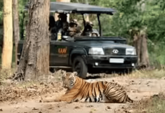 Karnataka’s Safari Shutdown Cripples Livelihoods: 9 Heartfelt Urgent Voices