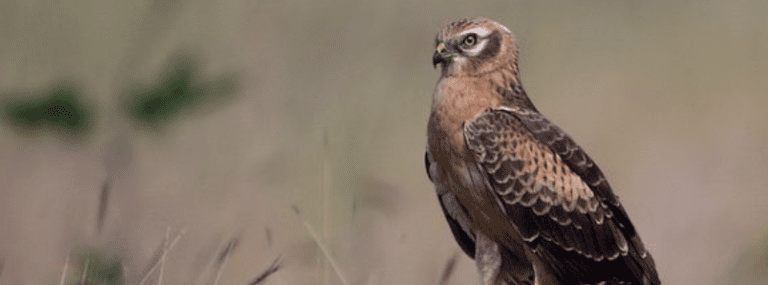 A Memorable Return of Harriers to India’s Dwindling Grasslands: 8 Silent Visitors
