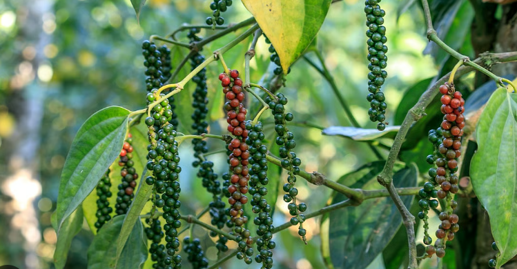 Karnataka Pepper Farmers Bold Brace for Shrinking Output: 50% Loss, 1 Growing Concern