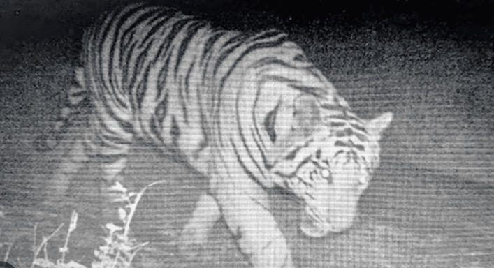 Tiger Sighted on BEML Campus?: 1 WILD ENCOUNTER IN URBAN KARNATAKA Tiger Sighted on BEML Campus?: 1 WILD ENCOUNTER IN URBAN KARNATAKA