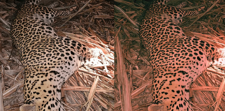 Leopard Shot Dead in Chikkamagaluru’s Tarikere: 1 WILDLIFE ALERT