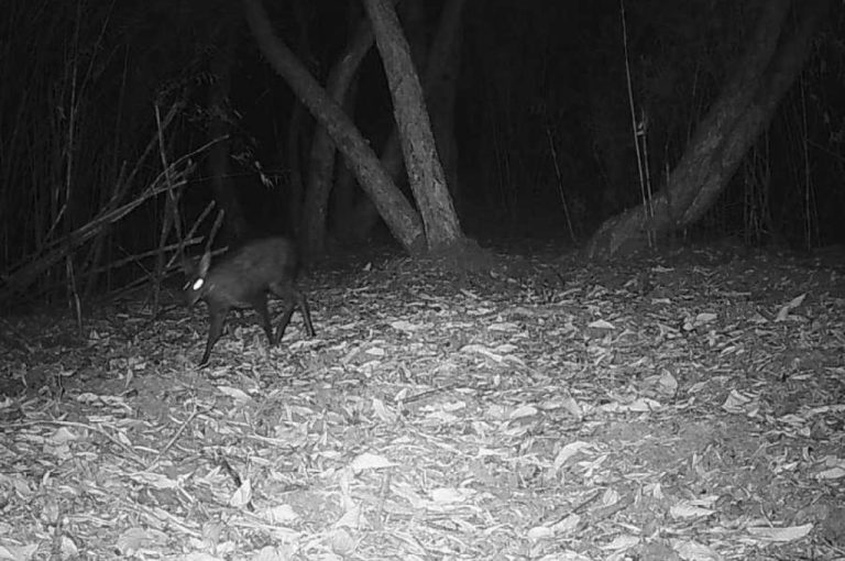 Himalayan Musk Deer Photographed in Bengal After Nearly 70 Years 2025: Neora Valley Biodiversity Discovery, Governance Challenges, Conservation Needs, UNESCO Heritage Proposal, Community Participation, and Policy Reform for Wildlife Protection in West Bengal