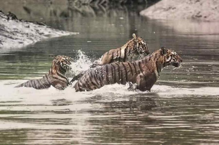 Sundarbans Tiger Encounters Survival Struggle 2025: Villagers’ Daily Battle in Rising Danger Zones, Human‑Wildlife Conflict, Governance Challenges, and Policy Reform Needs