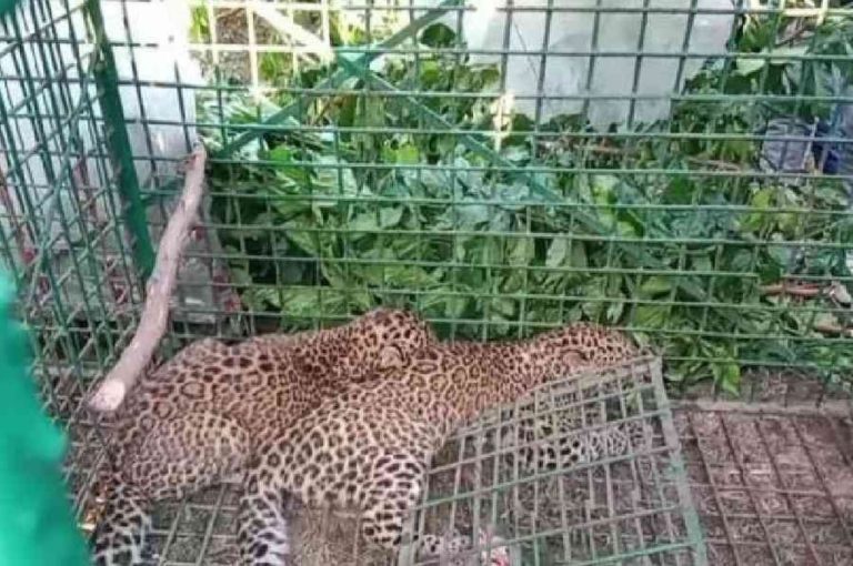 Two Adult Leopards Caught in Single Cage at Nepuchapur Tea Garden Jalpaiguri 2025: Rare Wildlife Rescue, Human‑Animal Conflict, Forest Department Response, and Policy Reform Needs in West Bengal