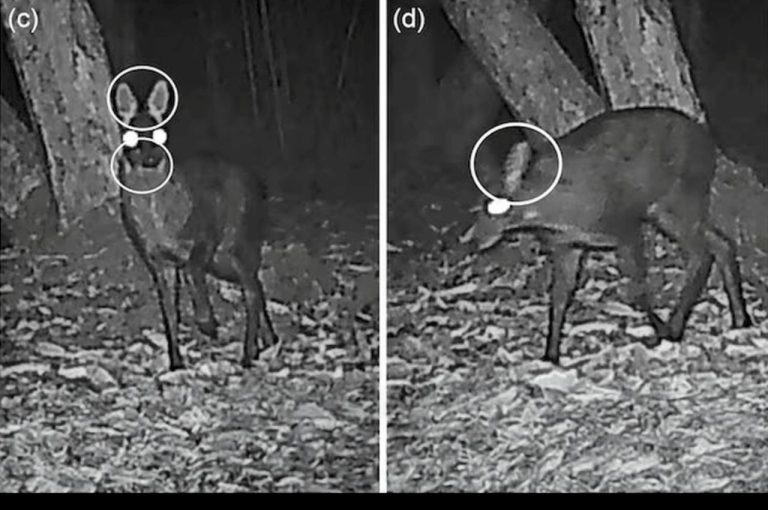 Musk Deer Rediscovery Neora Valley West Bengal 2025: Rare Wildlife Sighting After 70 Years, Conservation Challenges, Biodiversity Significance, and Policy Reform Needs in India’s Eastern Himalayas