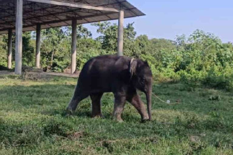 Elderly Jalpaiguri Villager Killed in Elephant Attack Nathua Forest 2025: Human‑Wildlife Conflict, Governance Challenges, Forest Department Response, and Policy Reform Needs in West Bengal