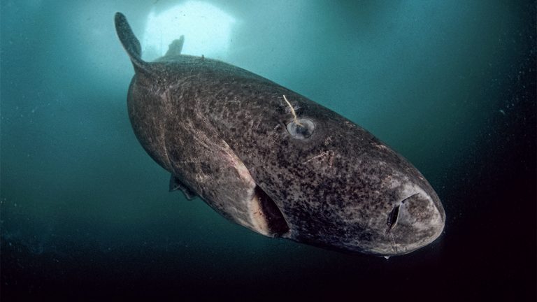 Radiocarbon Reveals 3 Remarkable Insights Into the Centuries-Long Life of Greenland Sharks