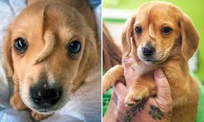 The puppy Narwhal and His Remarkable Journey From Rescue to Inspiration in 2025 The puppy Narwhal and His Remarkable Journey From Rescue to Inspiration in 2025